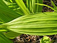 Bletilla Striata (fam. Orchidacees) (Chine) (04) (Photo F. Mrugala)